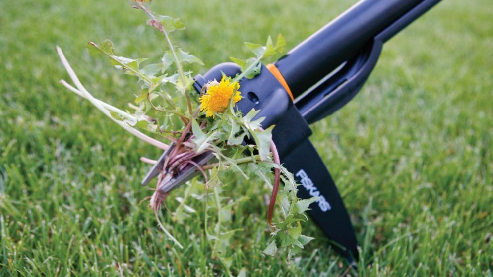How to Get Rid of a Lawn Full of Weeds